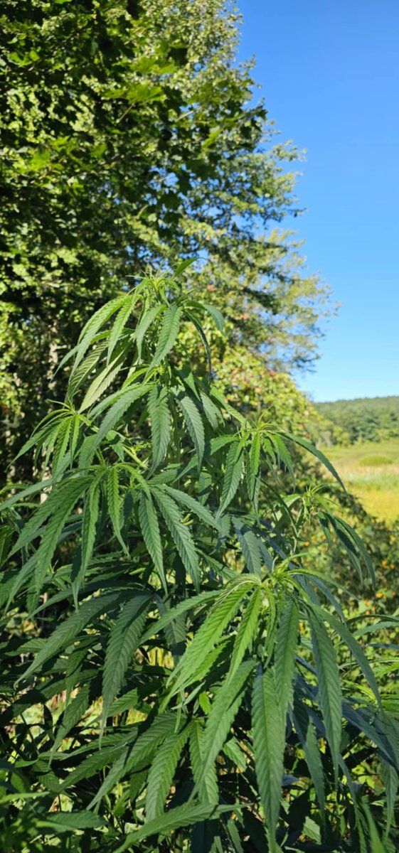 Droopy1