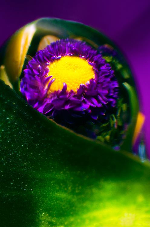 Drops 0088