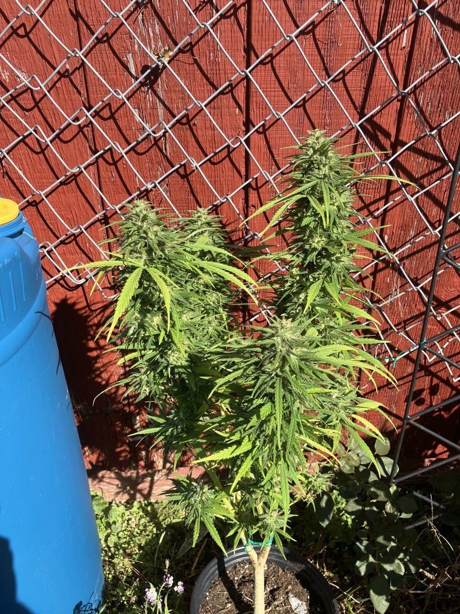 Drying issues losing smell need advice 3