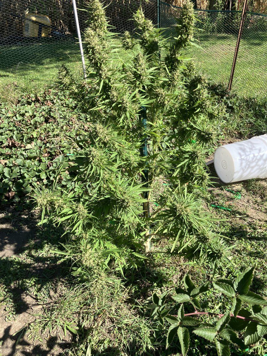Drying issues losing smell need advice 4