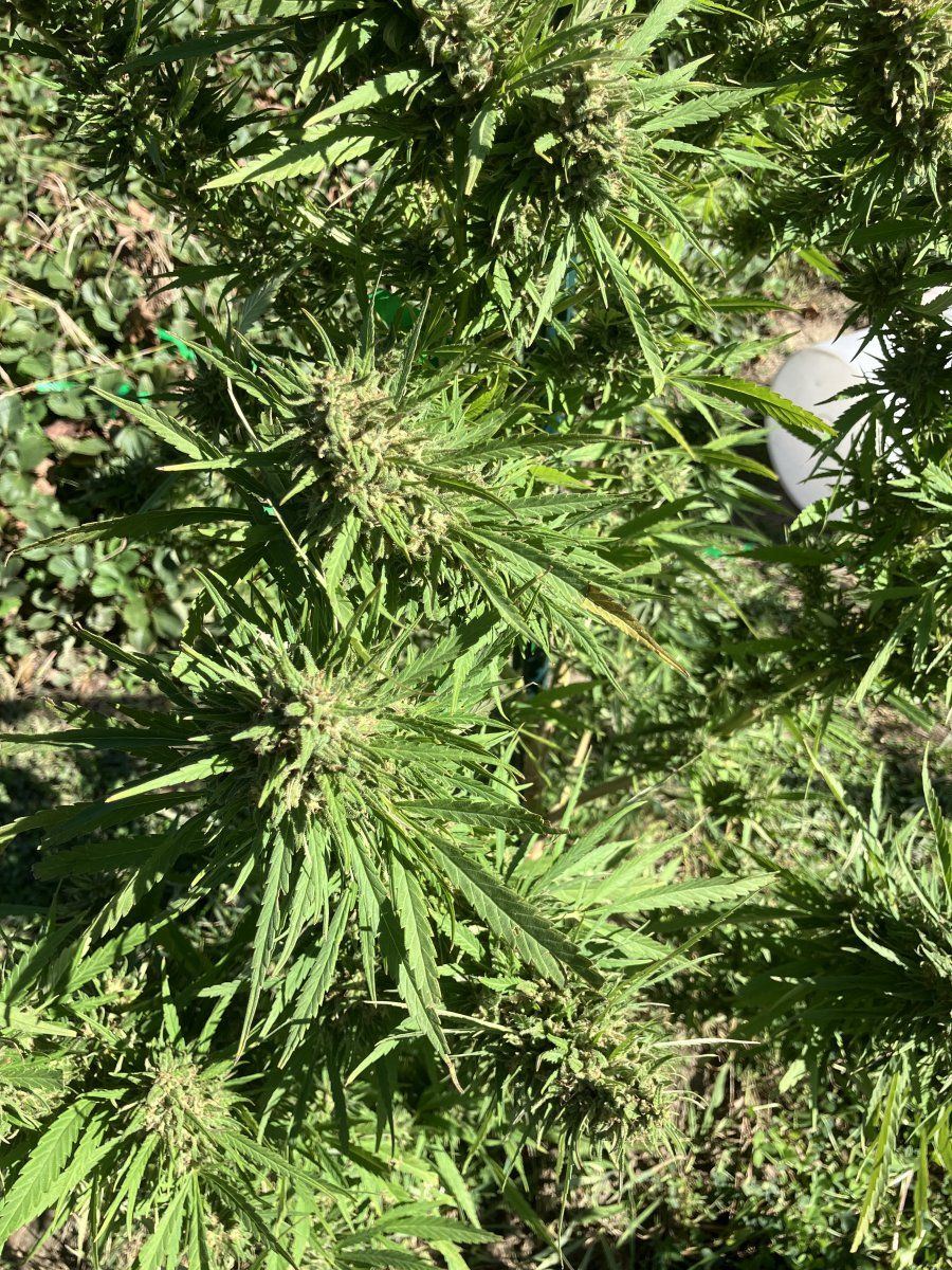 Drying issues losing smell need advice 5