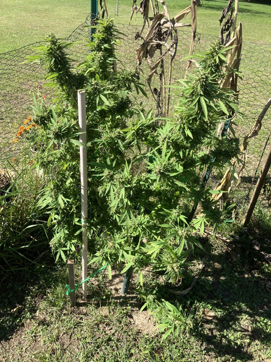 Drying issues losing smell need advice 6