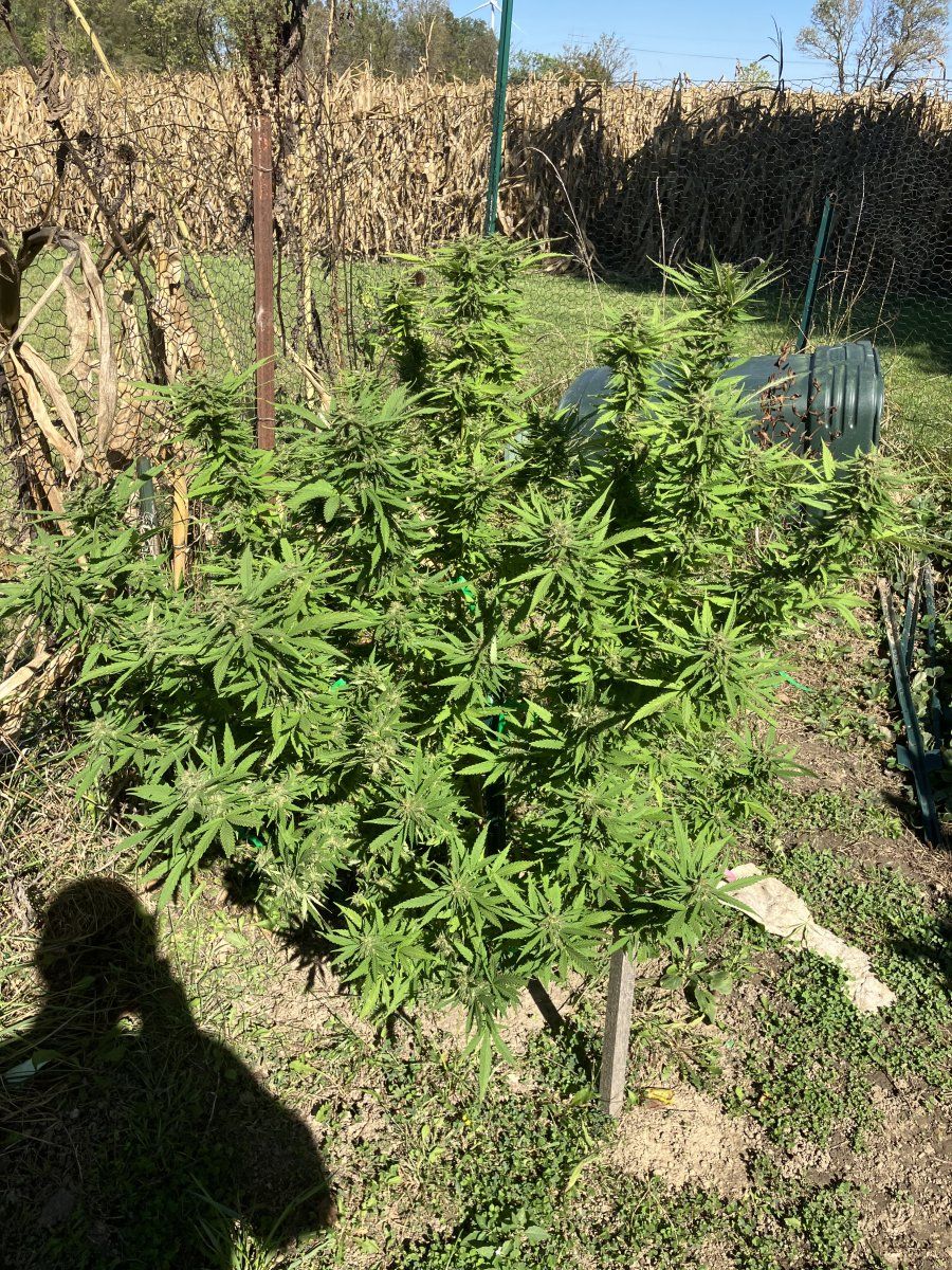 Drying issues losing smell need advice 7
