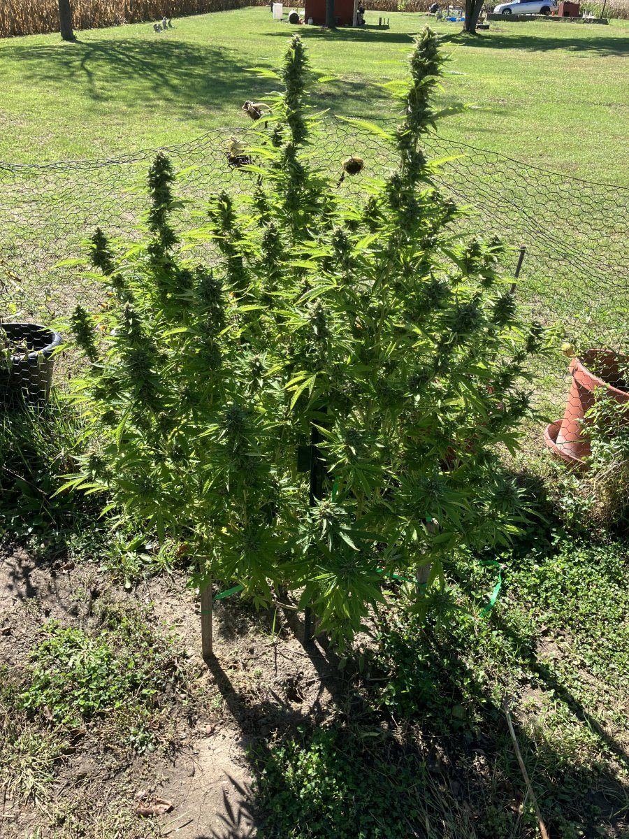 Drying issues losing smell need advice 8