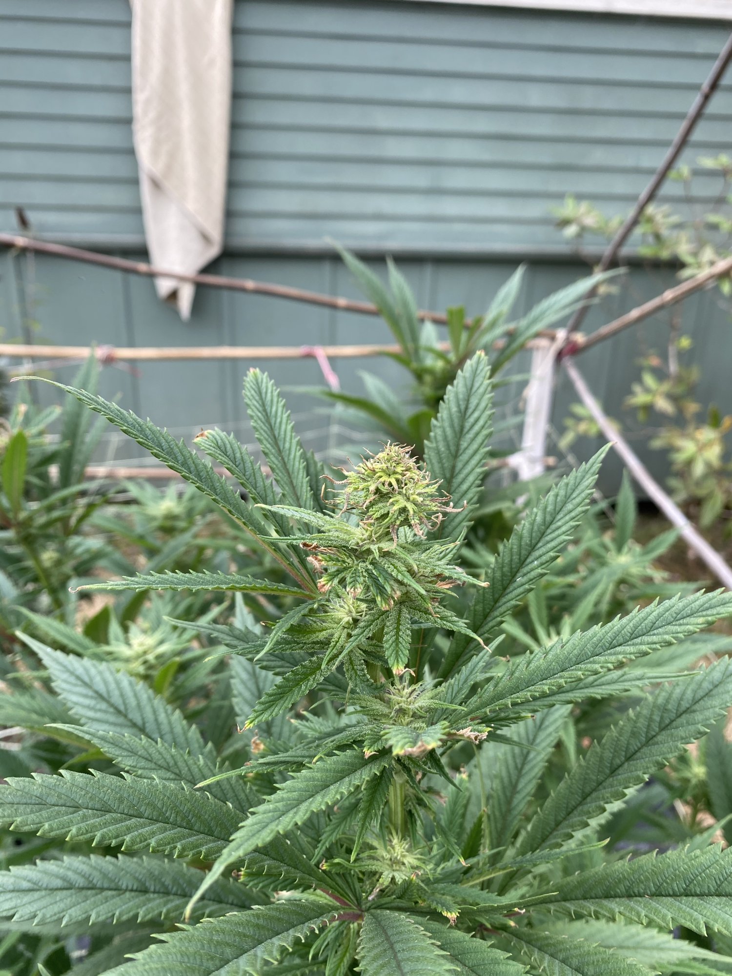 Drying up and shriveling flowers help 3