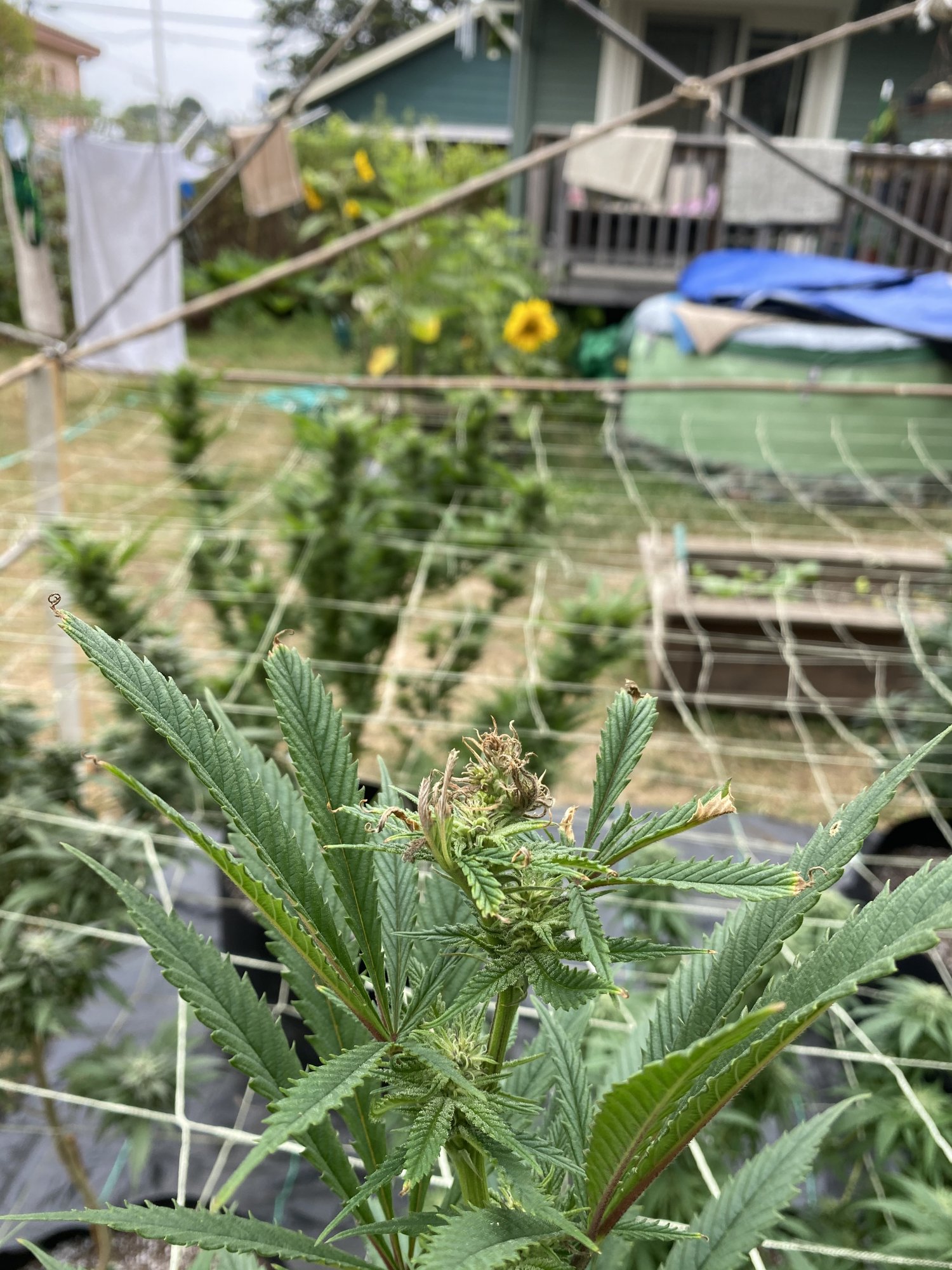 Drying up and shriveling flowers help 4