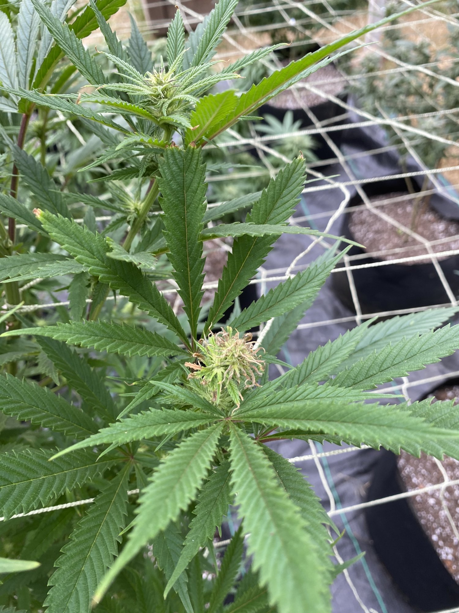 Drying up and shriveling flowers help 6