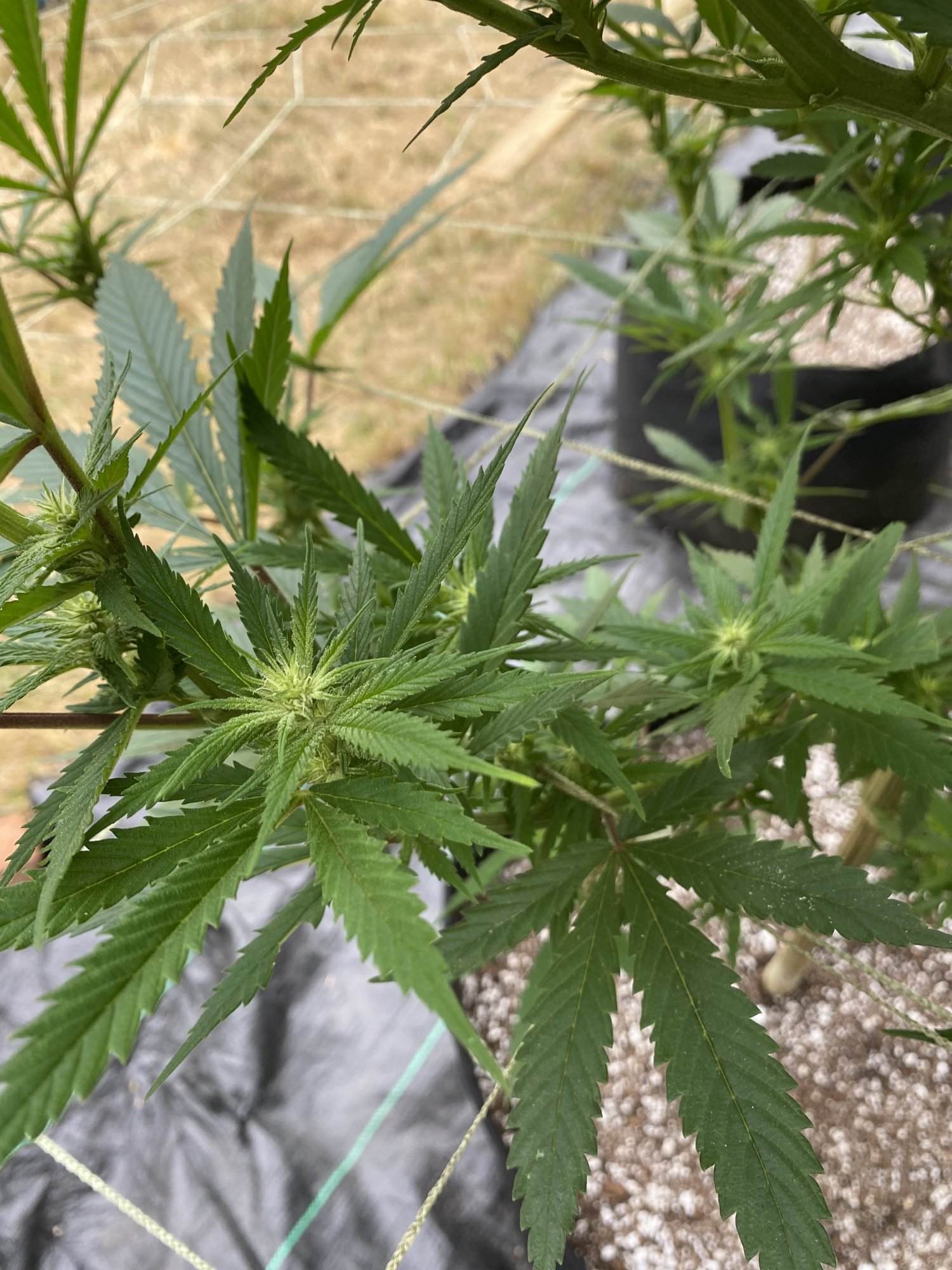 Drying up and shriveling flowers help 7