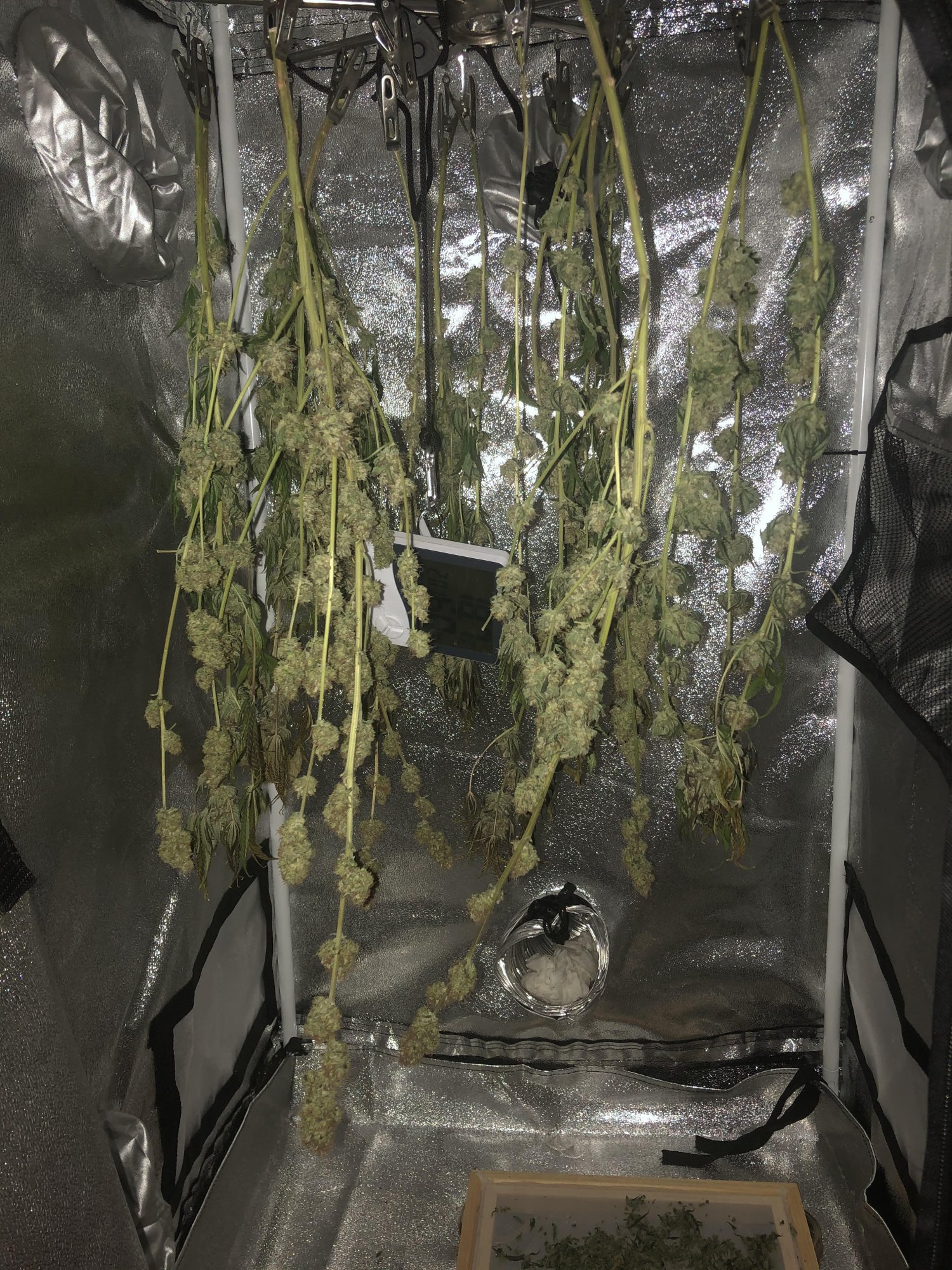 Dryingday3