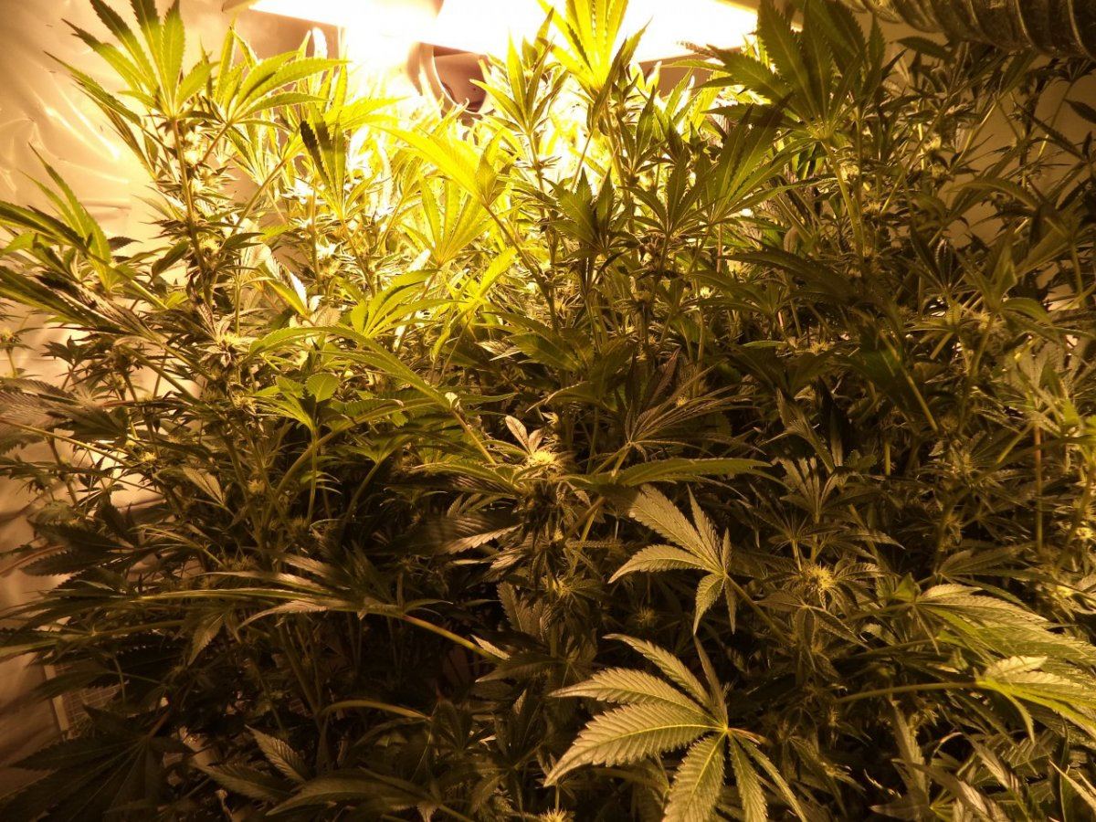 DSC00003