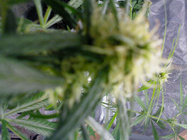 DSC000081