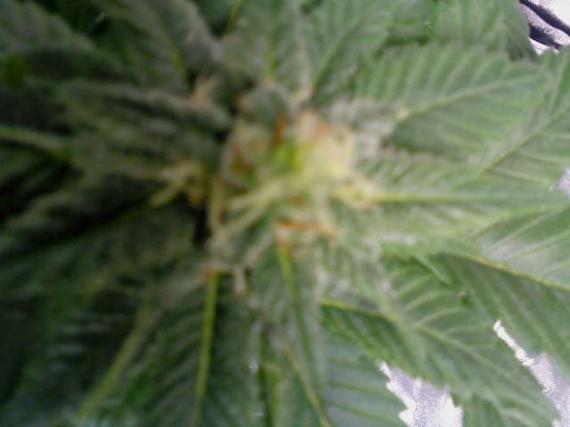 DSC000231