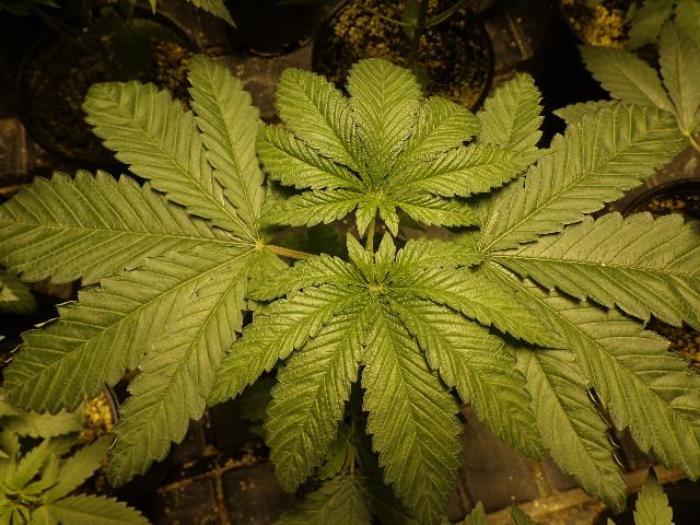 DSC00316
