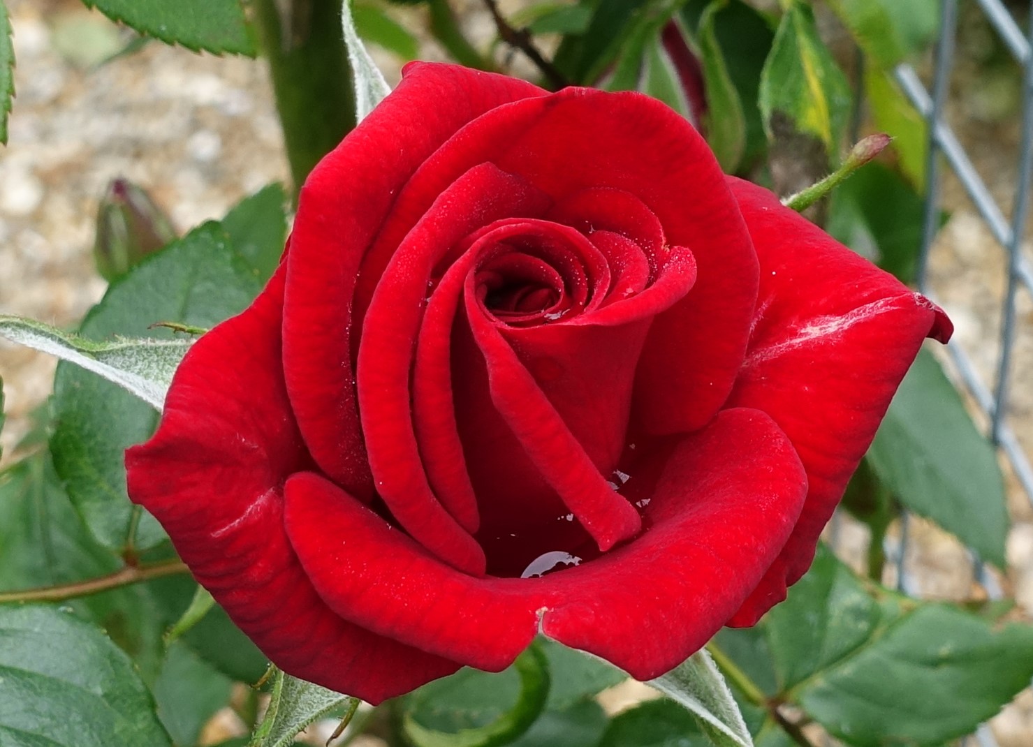 DSC00422 2