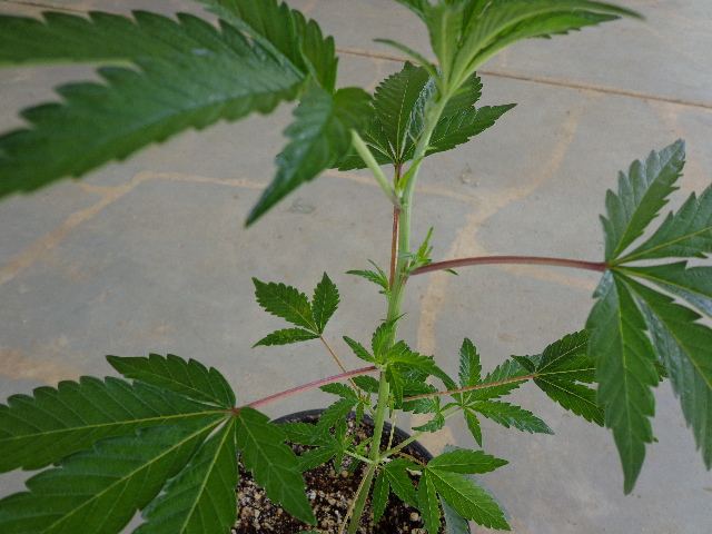 DSC00457