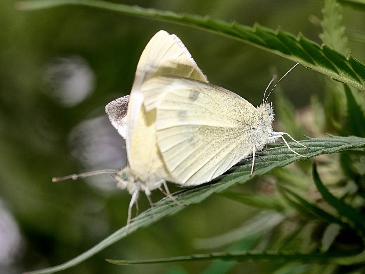 DSC00627a