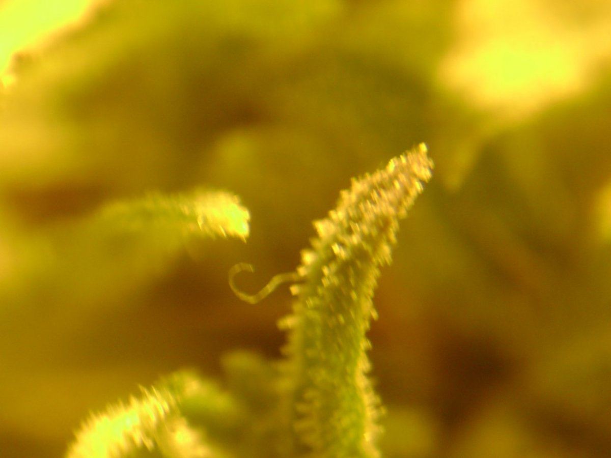 DSC00629