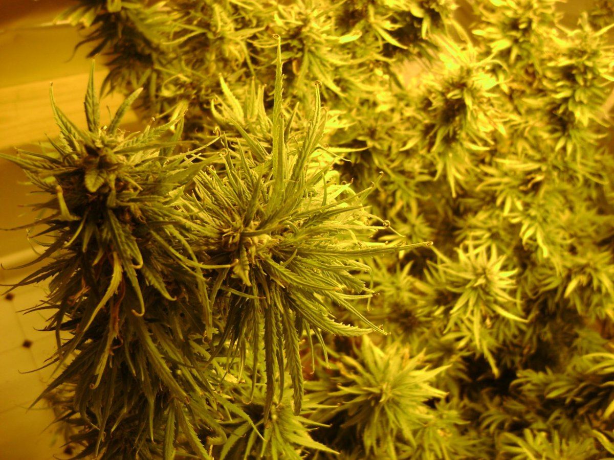 DSC00638