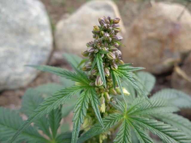 DSC00769