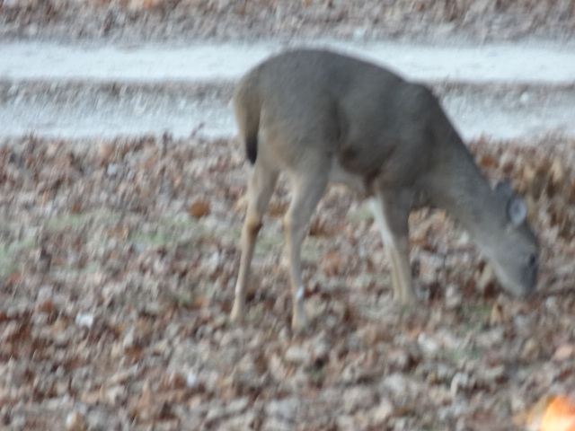 DSC00774
