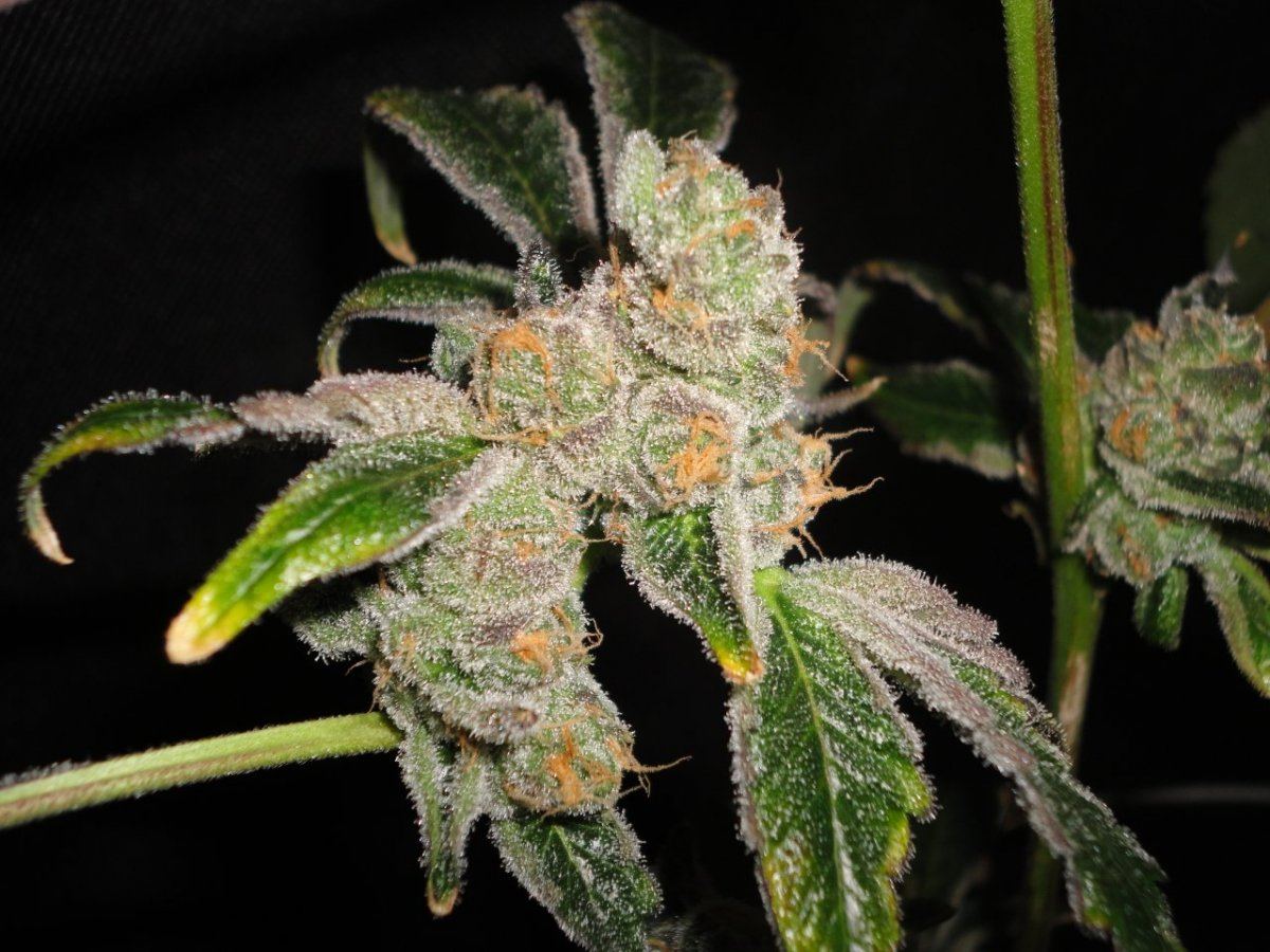 DSC01149