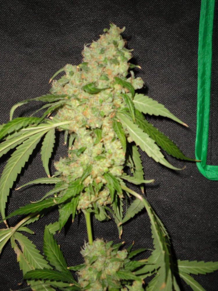 DSC01243