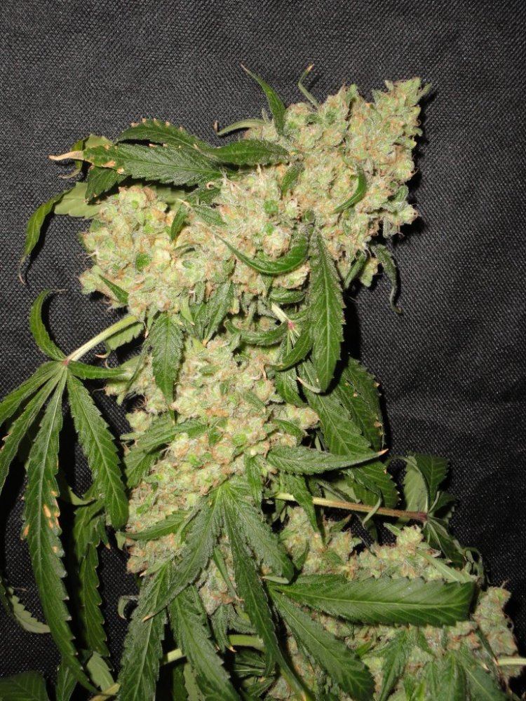 DSC01250