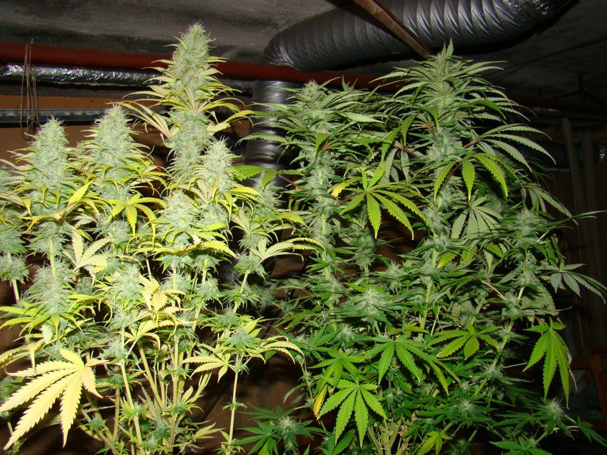 DSC01296