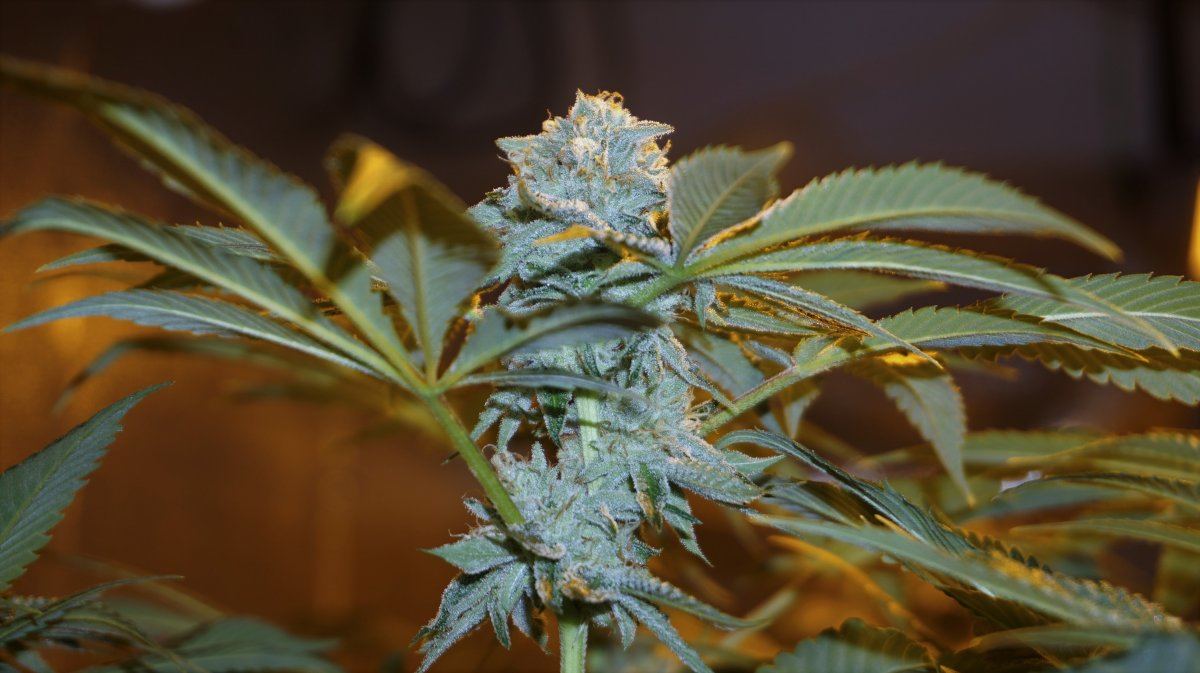 DSC01550
