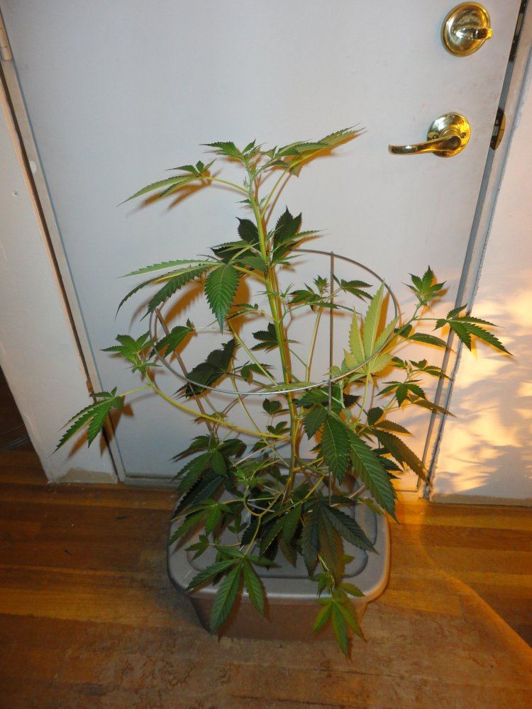 DSC01700