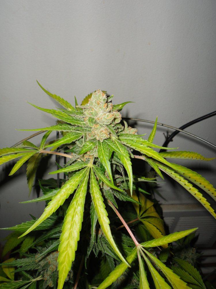 DSC01991