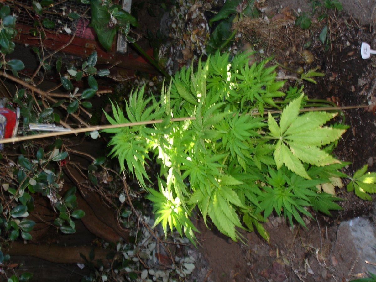 DSC02956