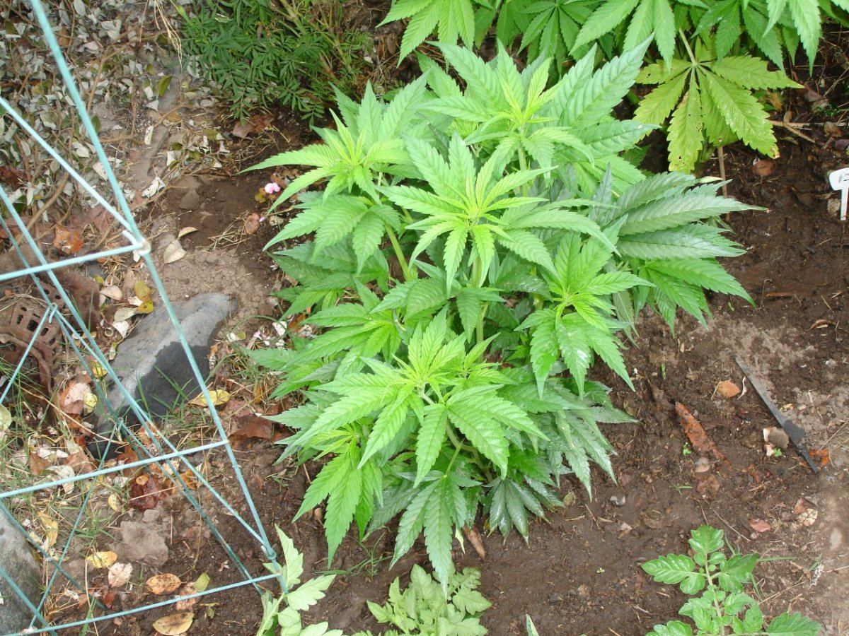 DSC02971