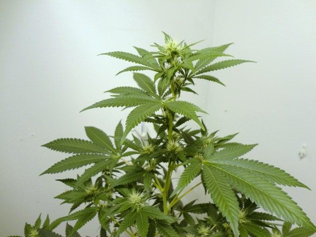 DSC03209