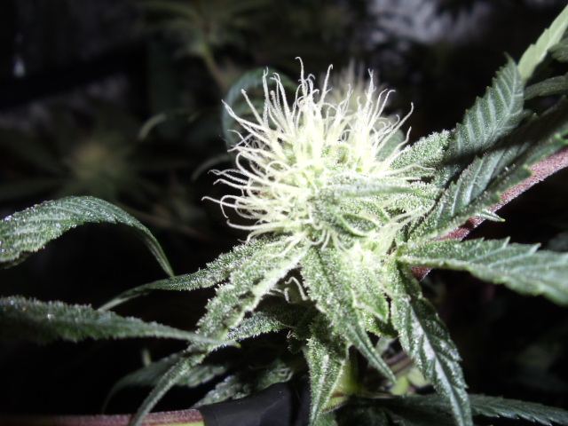 DSC03297
