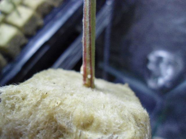 DSC03393