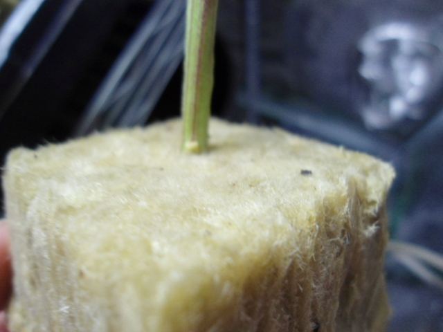 DSC03394