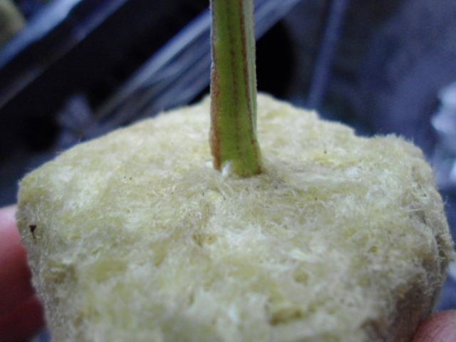 DSC03395