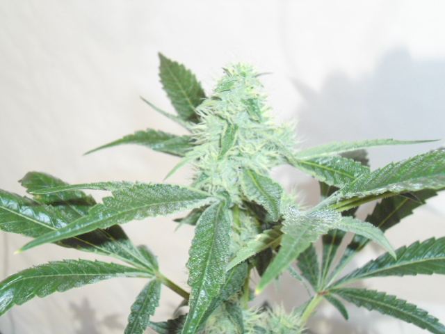 DSC03440