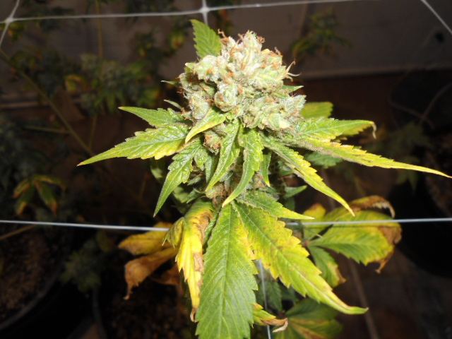 DSC03450