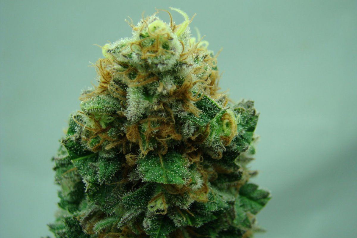 DSC03967