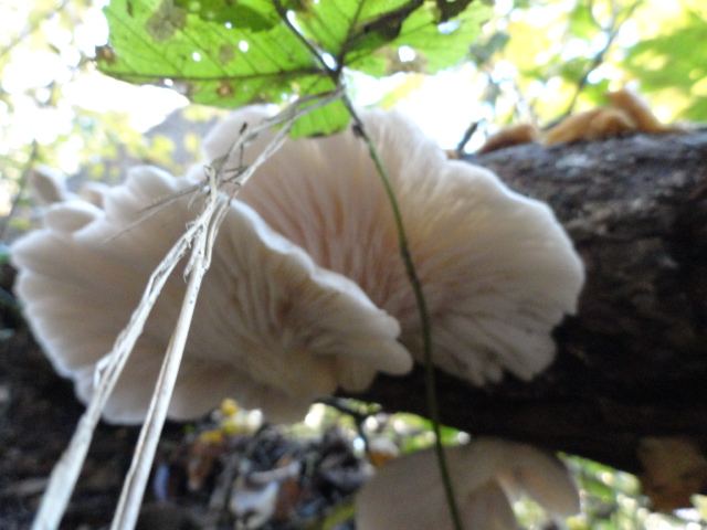 DSC04152