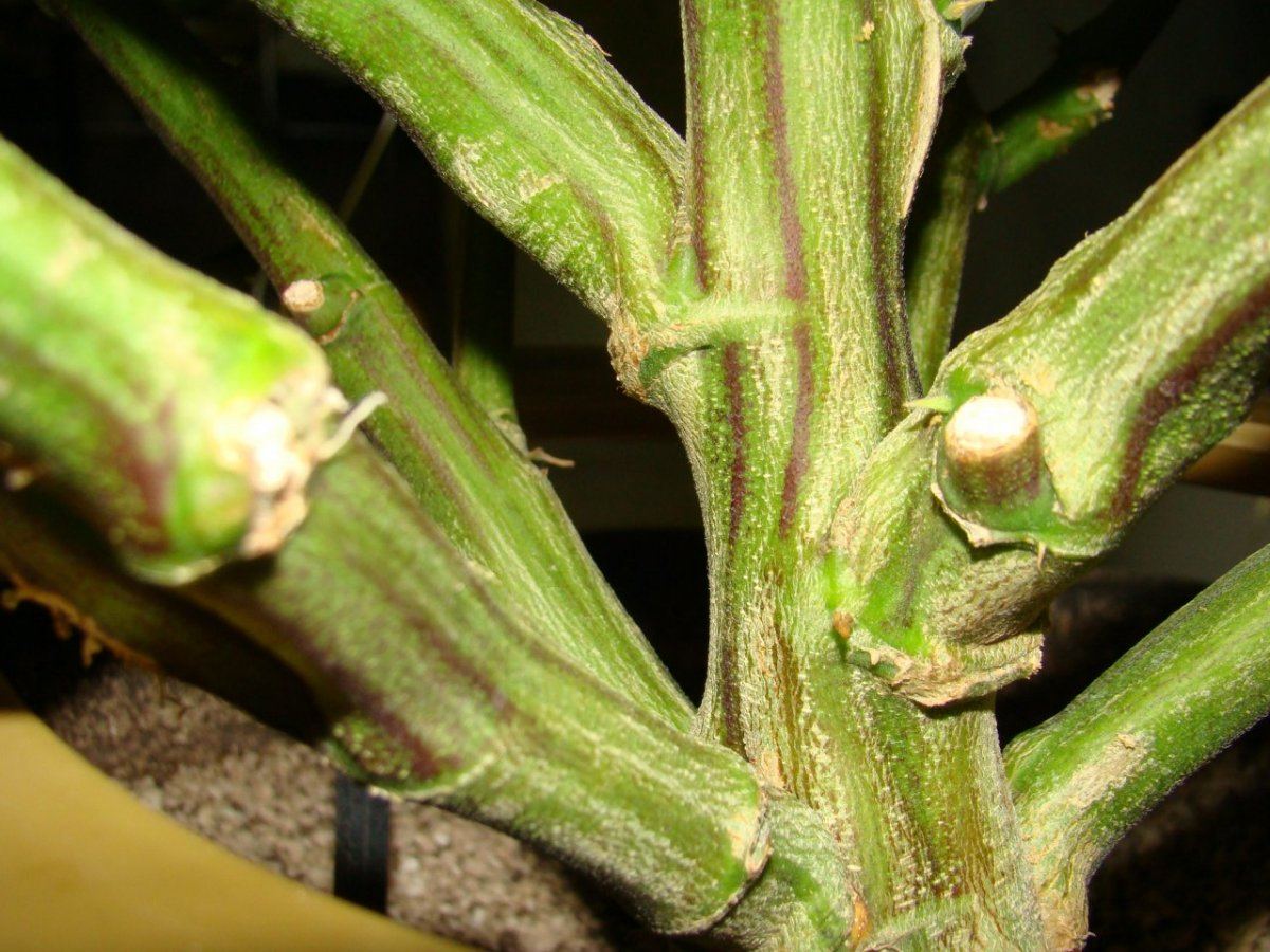 DSC04268