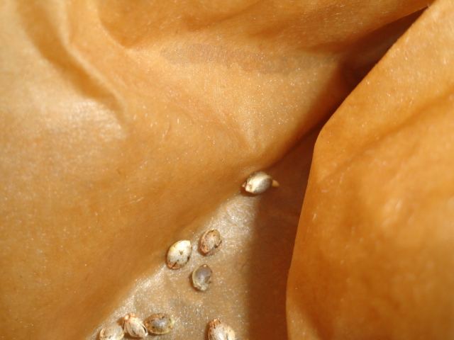 DSC04364