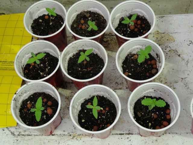 DSC04399
