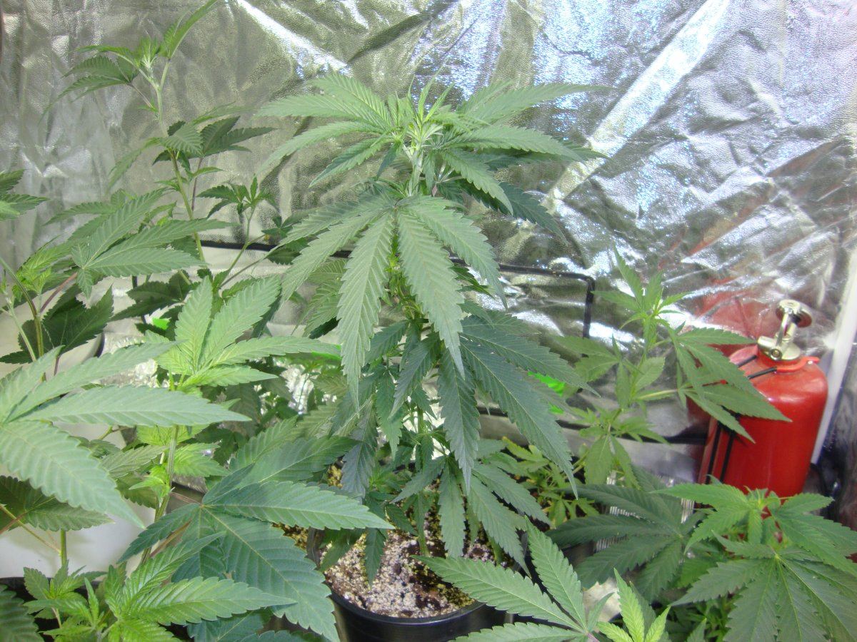 DSC04721