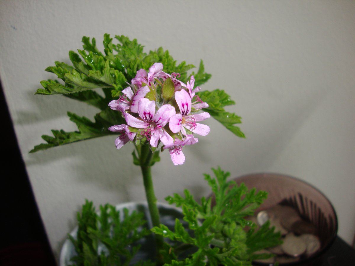 DSC05135