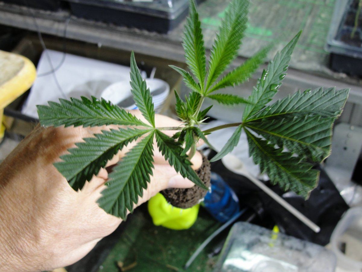DSC05383
