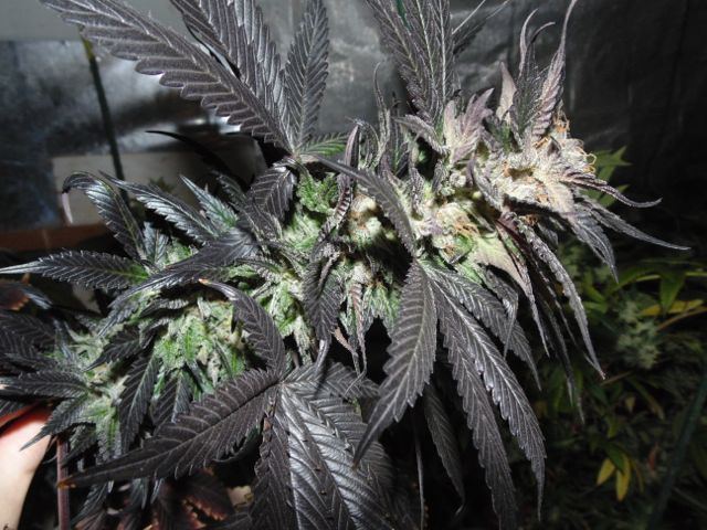 DSC05800