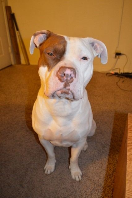 DSC 0005 426x640